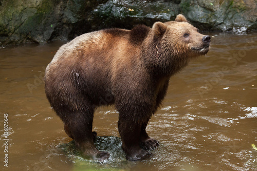 Kamchatka brown bear (Ursus arctos beringianus) © Vladimir Wrangel