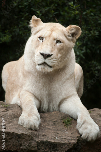 White lion  Panthera leo krugeri .