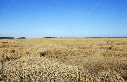 destroyed by the storm wheat