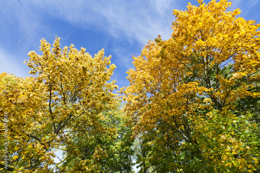 trees in autumn season trees in autumn season