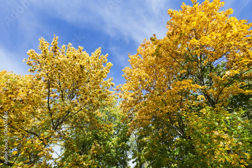 trees in autumn season