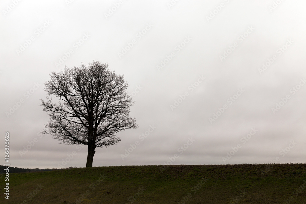 trees at dusk