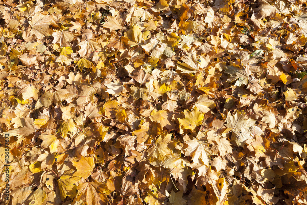 The fallen maple leaves The fallen maple leaves