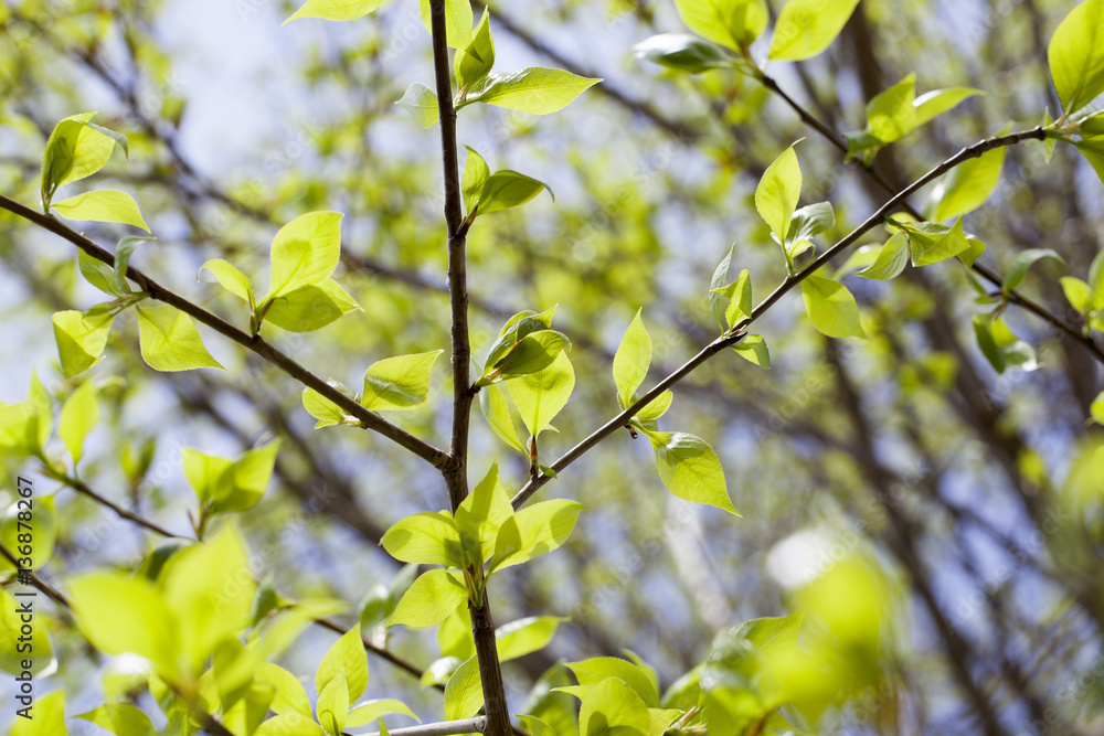linden leaves, spring linden leaves, spring