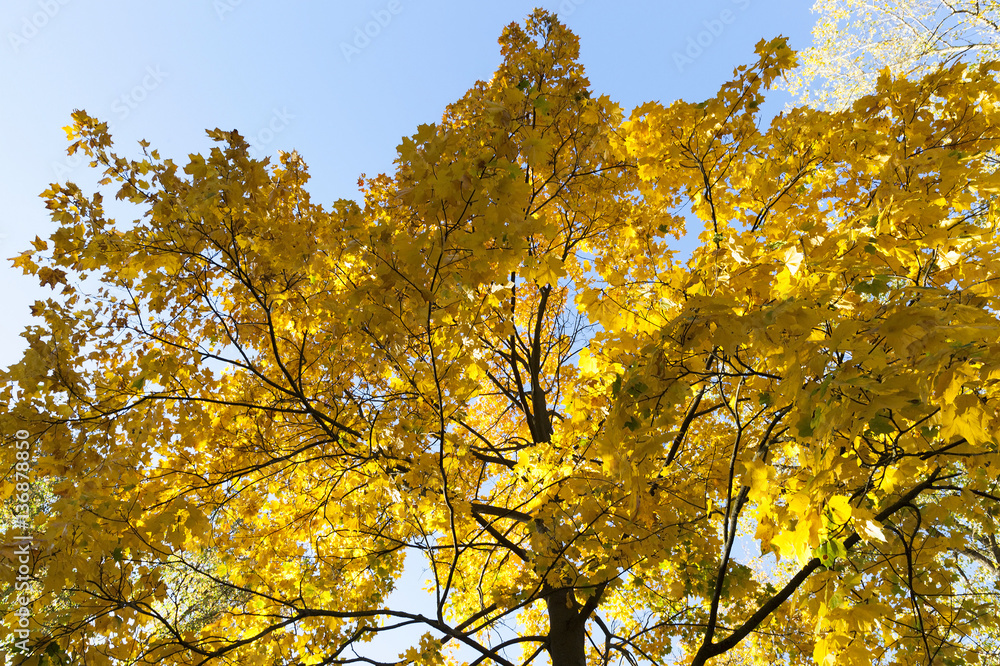 Fototapeta premium yellowed maple trees in the fall