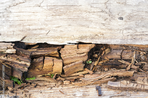 the destruction of wood from moisture photo