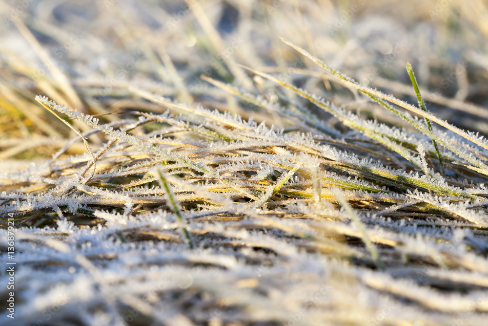 green grass in the frost