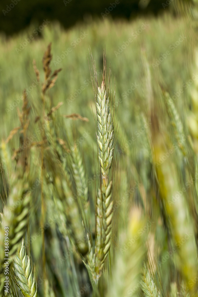 Field with cereal