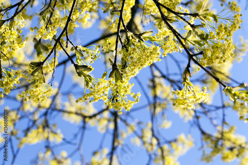 flowering maple tree