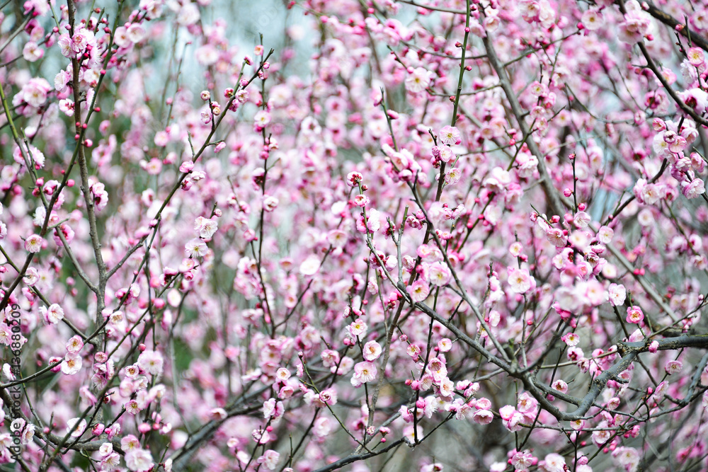 Pink sakura flower in the garden Pink sakura flower in the garden
