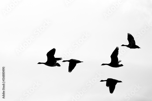 Canadian Goose Flying Formation Silhouette