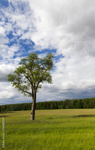 tree in the summer