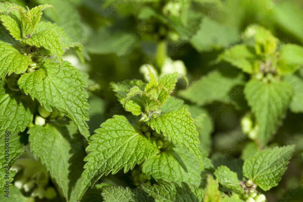 Young green nettle Young green nettle