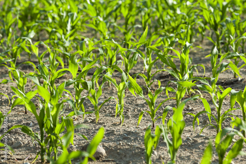 Field with corn © rsooll