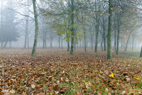 Fog in autumn season