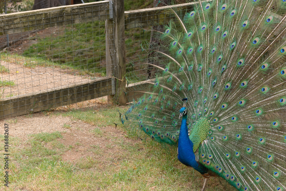 Fototapeta premium bird