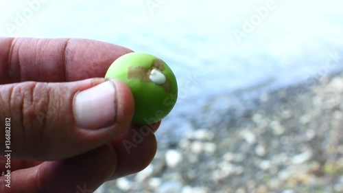 Closeup man's fingers holding fresh picked ripe manchineel fruit on Caribbean island beach in natural light