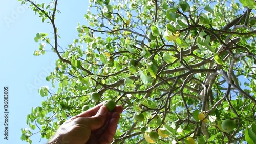 Closeup low angle hand picking fruit from Hippomane mancinella manchineel tree on sunny day in natural light photo
