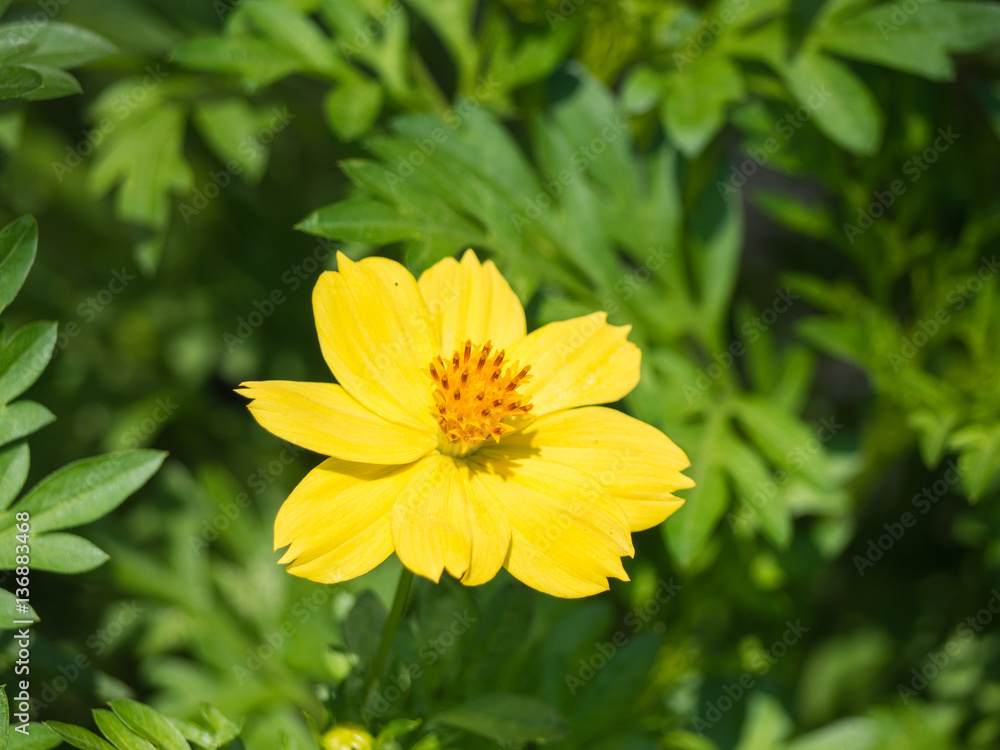 Sulfur Cosmos.Yellow Cosmos Sulfur Cosmos.Yellow Cosmos