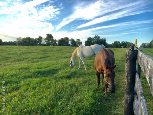 Horses at horse farm photo