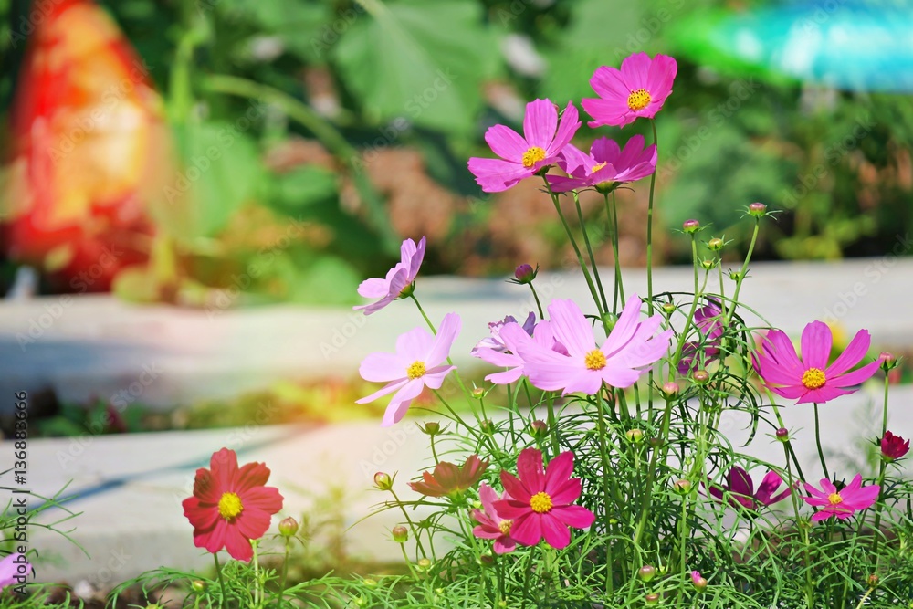 Fototapeta premium Cosmos flowers abstract landscape background. Beautiful cosmos flowers and soft focus 