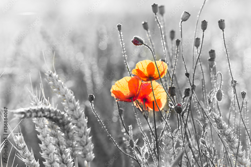 Obraz premium Wildflowers poppies