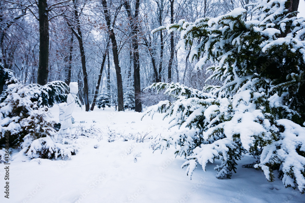 Snow-covered branches Thuja