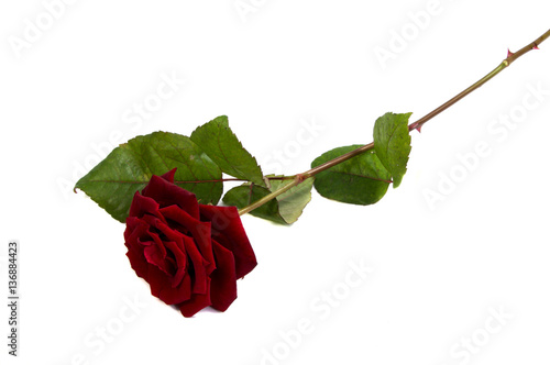 Red rose flower head  . Petals Borderisolated on white background cutout photo