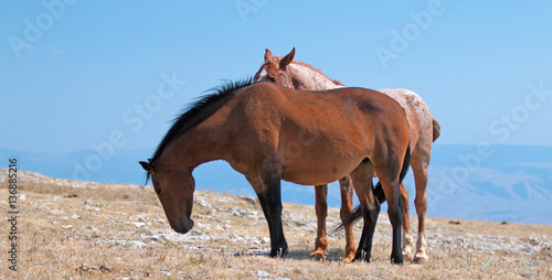 Red Roan Band Stallion with his Bay Mare on Sykes Ridge in the Pryor Mountains on the Wyoming Montana state line