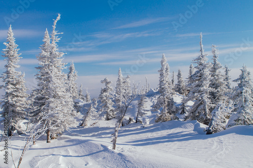 Beautiful winter landscape with trees © Smile