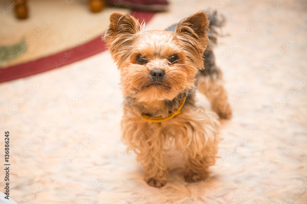 the Yorkshire Terrier stands on the floor the Yorkshire Terrier stands on the floor