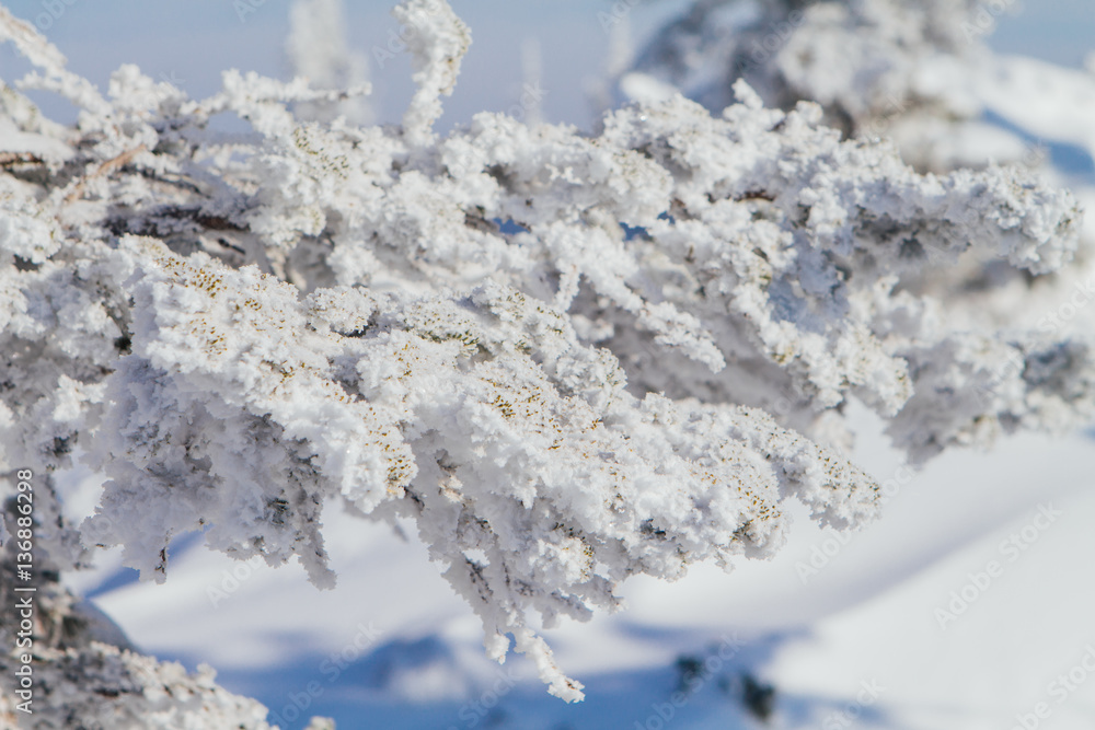 Pine tree branches covered with white snow and ice. Pine tree branches covered with white snow and ice.