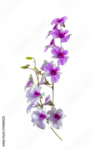 Beautiful bouguet orchid flowers