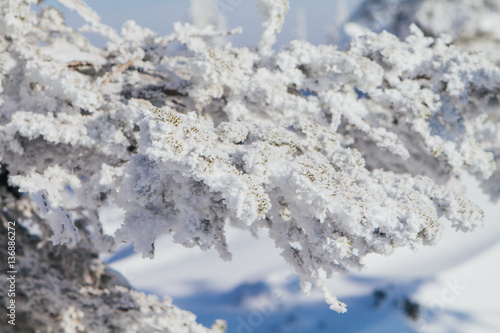 Pine tree branches covered with white snow and ice.