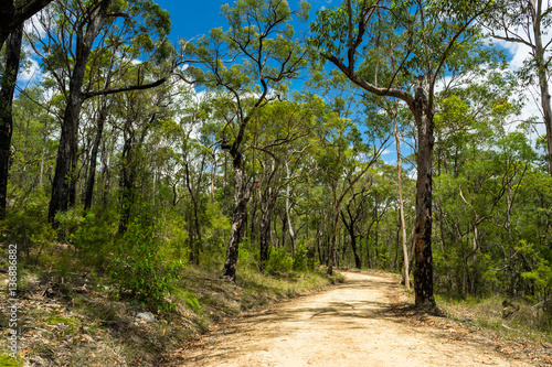 Blue Mountains Eucalyptus Forest at "Euroka" Australia. Sandy path and gnarly, exotic trees.