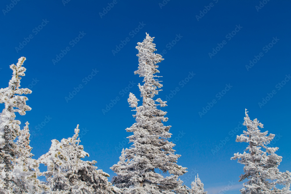 Pine tree branches covered with white snow and ice. Pine tree branches covered with white snow and ice.