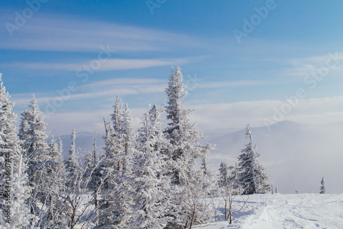 Beautiful winter landscape with trees