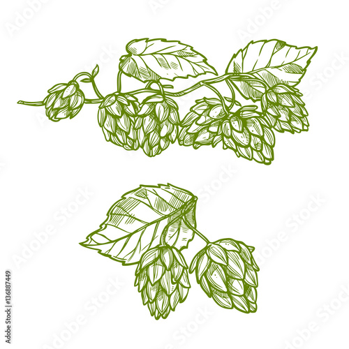 Hops plant sketch for food and drinks design