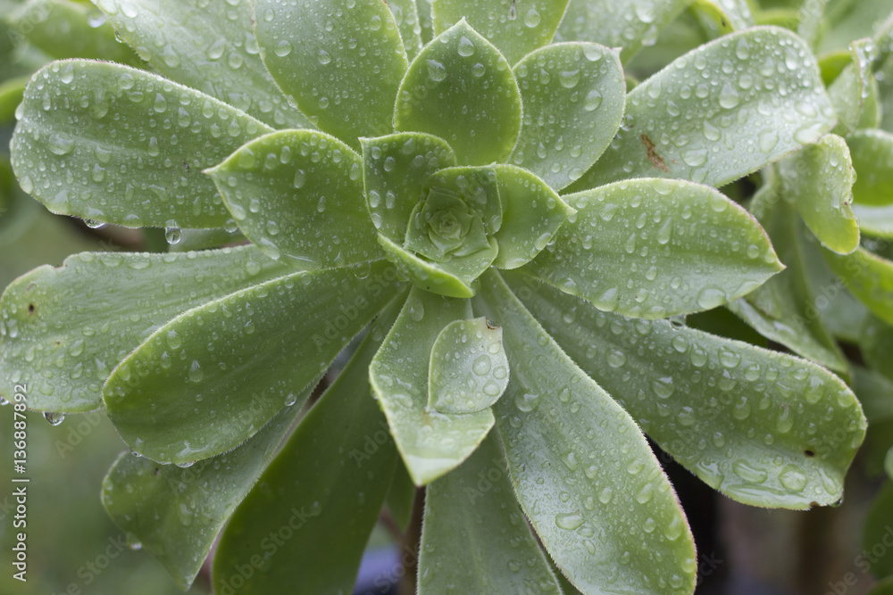 Beautiful Succulents Beautiful Succulents