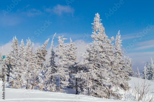 Beautiful winter landscape with trees