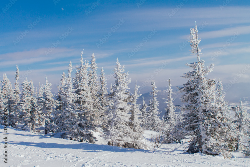Beautiful winter landscape with trees Beautiful winter landscape with trees