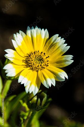 Wild Flowers