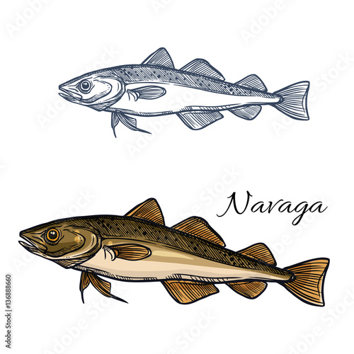 Sea fish navaga isolated sketch for food design