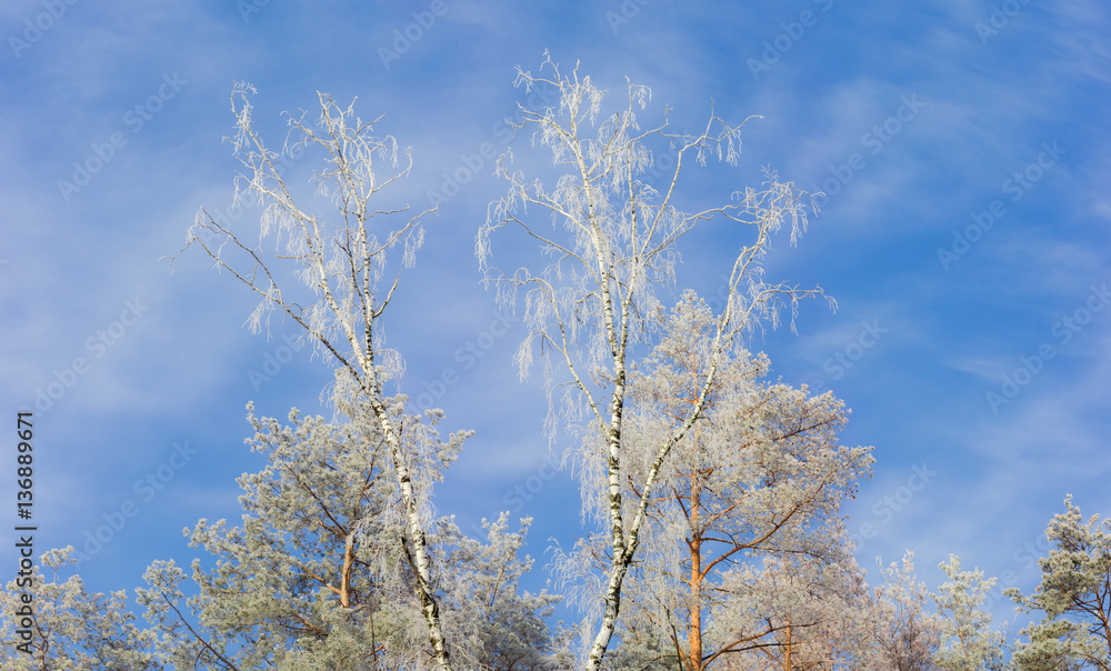 Tree tops covered with frost on background of sky Tree tops covered with frost on background of sky