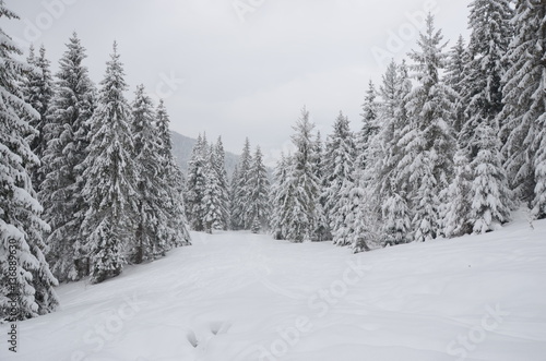winter in carpatian © galinka_do