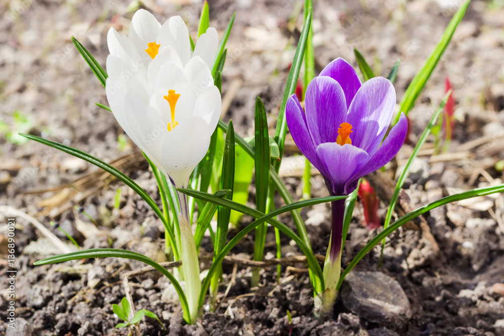 Purple and white flowers of the crocus vernus closeup Purple and white flowers of the crocus vernus closeup