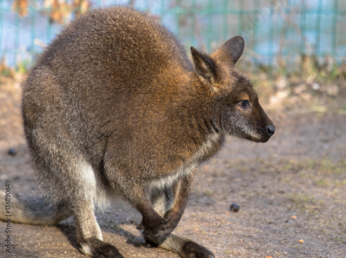 Zwergkänguru