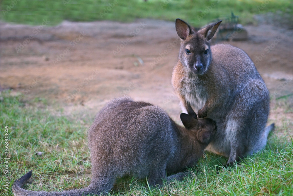 Kangaroo is a mammal. Kangaroo is a mammal.
