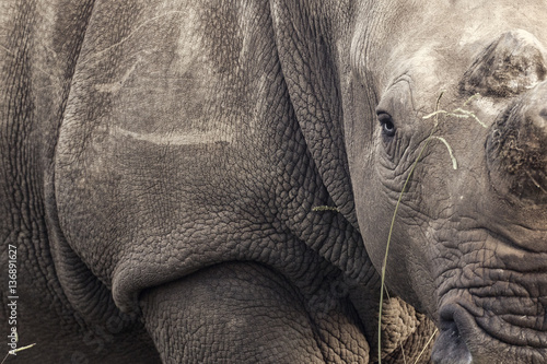 Fotografiet White rhinoceros bull. Close-up