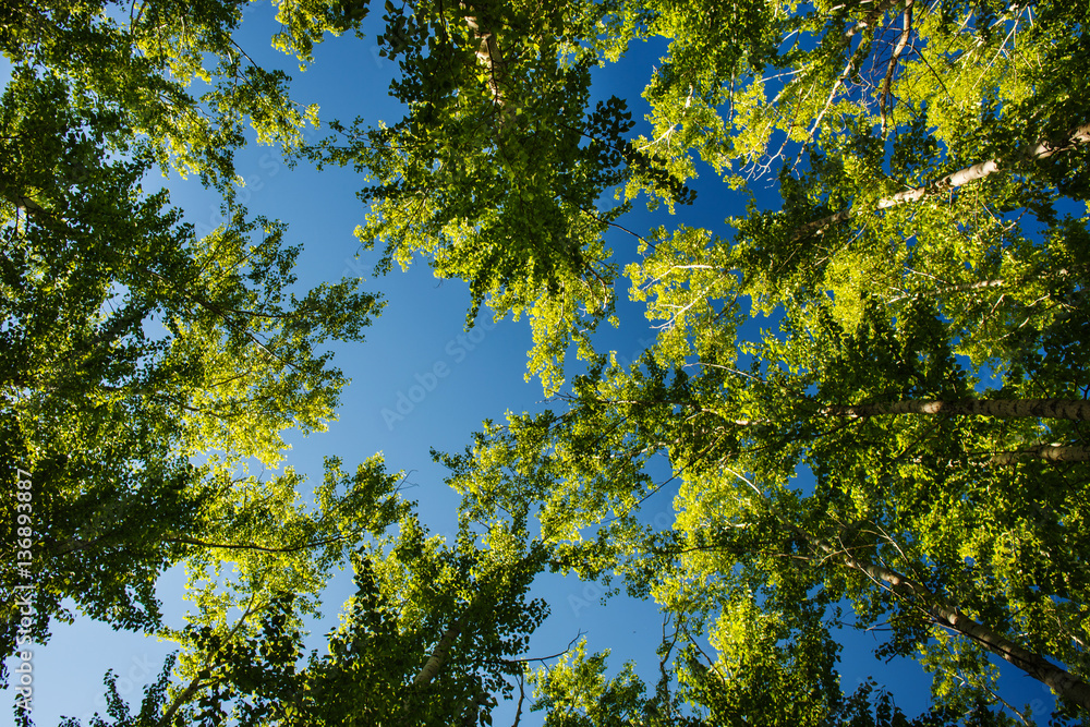 Fototapeta premium Tree tops illuminated by sunlight on blue sky background